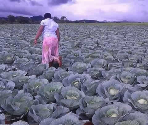cabbage farm